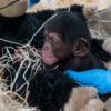 Nace un chimpancé en BIOPARC Valencia de una subespecie en peligro crítico de extinción