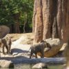 BIOPARC Valencia comienza diciembre con BIONadal, la promoción “con causa” comprometida con la biodiversidad