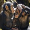 BIOPARC llama a la acción para proteger África en la conmemoración de su Día Mundial
