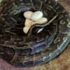 Especialistas de BIOPARC Valencia graban la impresionante puesta de huevos de la serpiente más grande de África