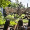 BIOPARC alerta de la grave amenaza que enfrentan dos especies fundamentales, chimpancés y tiburones, y llama a protegerlas