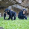 BIOPARC Valencia se consolida en el TOP 10 mundial de parques de animales y el TOP 5 de Europa