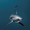 La Fundación BIOPARC trae a Valencia, por primera vez, el Wild Oceans FilmFest